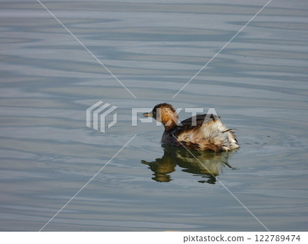 Little Grebe swimming in the river Little Grebe swimming in the river 122789474
