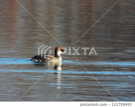 A female Smarrowhawk swimming in a pond 122789493