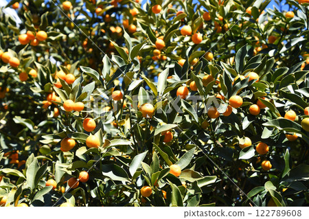 Kumquats shining in the early spring sunshine 122789608