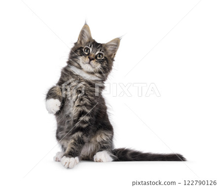 Kitten on white background Kitten on white background 122790126