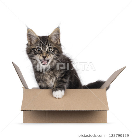 Kitten on white background 122790129