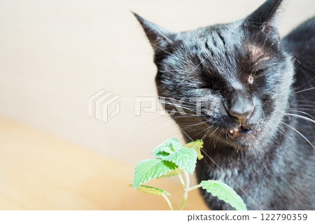 A black cat closes its eyes in response to the refreshing sensation of cat mint 122790359