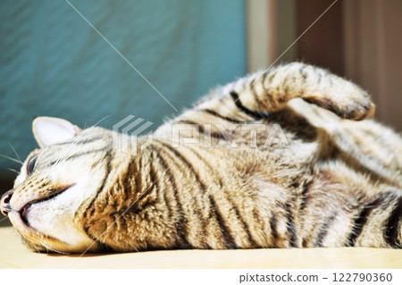 A brown cat stretches out on the floor with sunlight coming in through a heated window 122790360