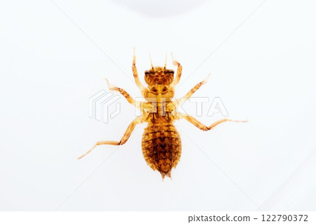 A dragonfly nymph of the skimmer genus standing underwater on a white background A dragonfly nymph of the skimmer genus standing underwater on a white background 122790372