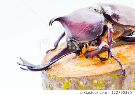 Adult male rhinoceros beetle licking jelly on a scaffolding tree against a white background Adult male rhinoceros beetle licking jelly on a scaffolding tree against a white background 122790380