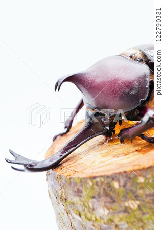 Head of a male adult rhinoceros beetle eating jelly on wood against a white background, vertical 122790381