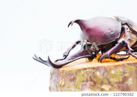 Close-up of a male rhinoceros beetle's head licking jelly off a climbing tree against a white background Close-up of a male rhinoceros beetle's head licking jelly off a climbing tree against a white background 122790382