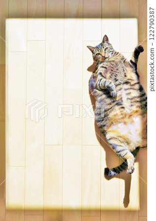 A mockup of a cat sunbathing on a wooden floor with its belly exposed and a dazzling title frame A mockup of a cat sunbathing on a wooden floor with its belly exposed and a dazzling title frame 122790387