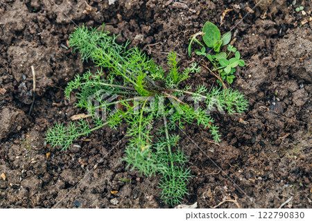 Scentless chamomile or scentless tricot. A weed in the stage of four or five leaves. 122790830
