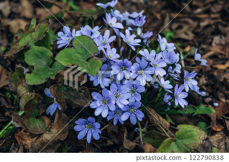 A clump of beautiful blue liverwort (Hepatica nobilis), one of spring's most magnificent flowers 122790838