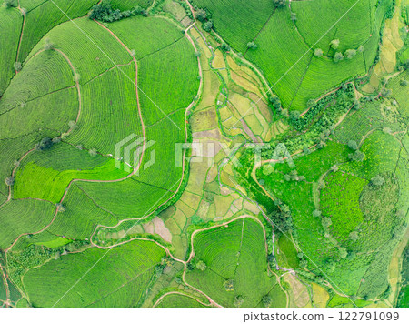 High angle view Rows of growing tea plantation at Long Coc mountains, Phu Tho province,Texture of Green tea leaf in northern Vietnam High angle view Rows of growing tea plantation at Long Coc mountains, Phu Tho province,Texture of Green tea leaf in northern Vietnam 122791099