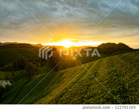 High angle view Rows of growing tea plantation at Long Coc mountains in sunset or sunrise sky, Phu Tho province,Texture of Green tea leaf in northern Vietnam 122791105