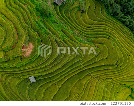 Aerial top view Rice fields on terrace northern Vietnam, Rice fields prepare the harvest at northwest vietnam,Wide angle view Aerial top view Rice fields on terrace northern Vietnam, Rice fields prepare the harvest at northwest vietnam,Wide angle view 122791150