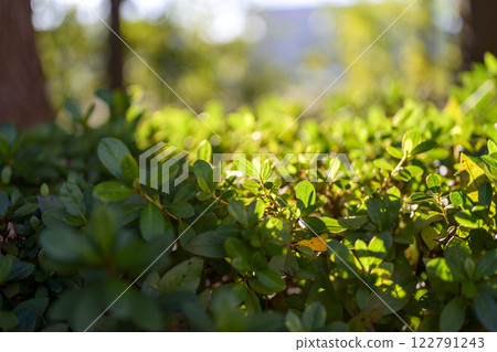 Environmental eco image 122791243