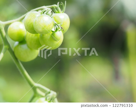 還不是藍色小西紅柿 還不是藍色小西紅柿 122791310