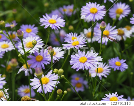 可愛紫苑花 可愛紫苑花 122791313