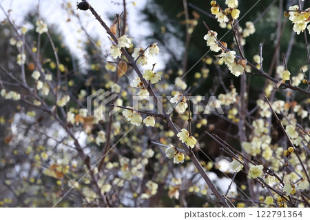 冬季公園盛開的黃樺花 122791364