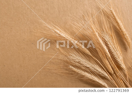 Ear of wheat 122791369