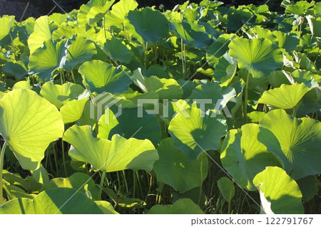 Lotus ◦・・・・・・◦ LOTUS ◦・・・・・・ Lotus ◦・・・・・・◦ LOTUS ◦・・・・・・ 122791767