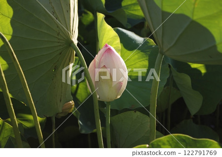 Lotus ◦・・・・・・◦ LOTUS ◦・・・・・・ 122791769
