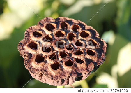 Lotus ◦・・・・・・◦ LOTUS ◦・・・・・・ Lotus ◦・・・・・・◦ LOTUS ◦・・・・・・ 122791900