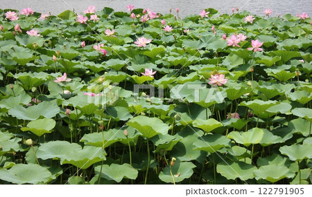 Lotus ・・・・・◦ LOTUS ◦・・・・・ 122791905