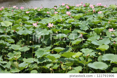 Lotus ◦・・・・・・◦ LOTUS ◦・・・・・・ 122791906