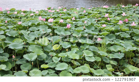 Lotus ・・・・・◦ LOTUS ◦・・・・・ 122791907