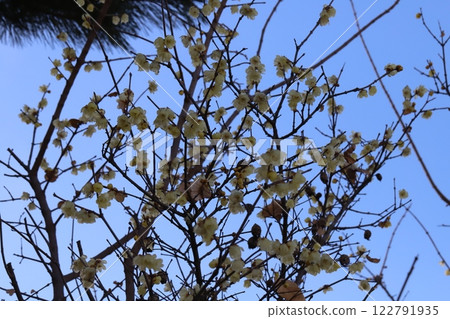 Small yellow wintersweet flowers blooming in a park in winter 122791935