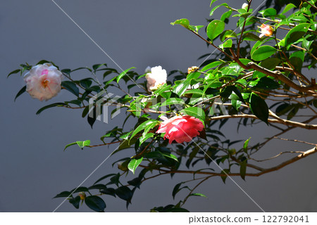 The Three Famous Camellias of Honen-in Temple: Five-Colored Scattered Camellias The Three Famous Camellias of Honen-in Temple: Five-Colored Scattered Camellias 122792041