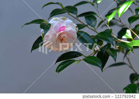 法然院三大名山茶花:五色散山茶花 法然院三大名山茶花:五色散山茶花 122792042