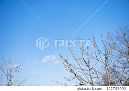 冬季景觀枯樹陽光景觀材料 122792093