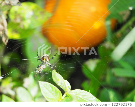 Orb spider coiling up its prey Orb spider coiling up its prey 122792176