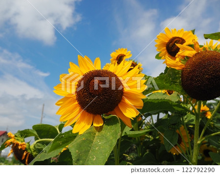 Summer sky and sunflowers 122792290