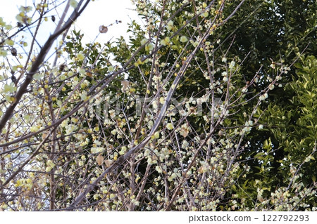 Small yellow wintersweet flowers blooming in a park in winter 122792293