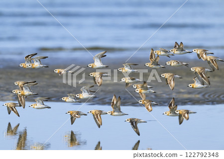 Swarm of redbird Swarm of redbird 122792348
