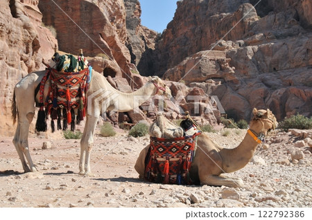 約旦，佩特拉，佩特拉遺址，等待遊客的駱駝 122792386