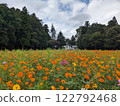 Lavender cosmos blooming on the plateau 122792468