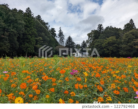 高原上盛開的薰衣草波斯菊 高原上盛開的薰衣草波斯菊 122792468