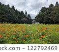 Blooming poppies in the plateau 122792469