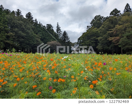 在高原盛開的罌粟 122792469