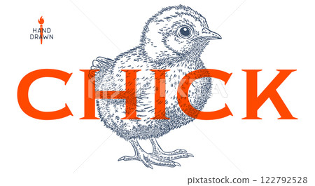 Chick. Hand drawn. Chicken chick, sketch drawing. Vintage retro print, chicken chick sketch ink pencil style drawing, engrave old school. Sketch artwork silhouette. Vector Illustration 122792528
