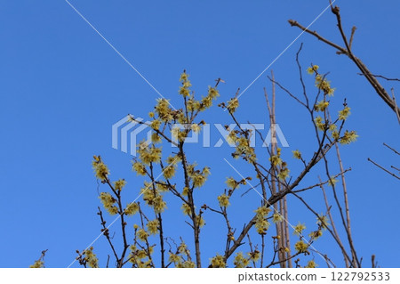 Small yellow wintersweet flowers blooming in a park on a winter evening Small yellow wintersweet flowers blooming in a park on a winter evening 122792533
