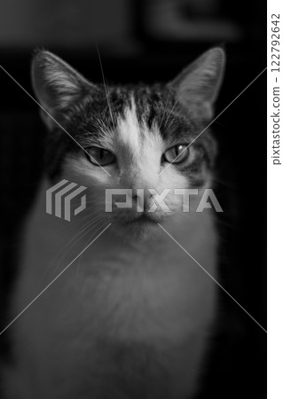 Kitty nose closeup. A cat's muzzle. Domestic animals Portrait. Fragment. 122792642