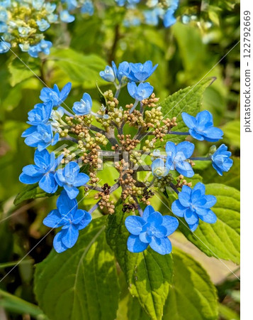 Blue Yamah hydrangea 122792669