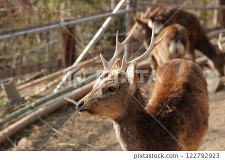A deer with magnificent antlers 122792923