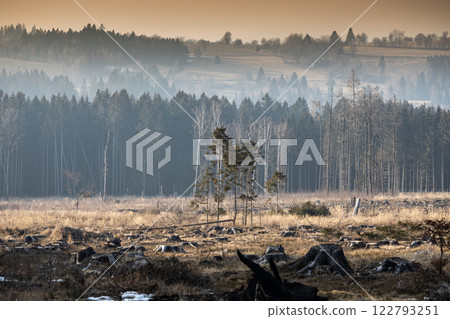 Cleared forest with a lonely trees and trunks, Javorice, Mrakotin, Czechia 122793251