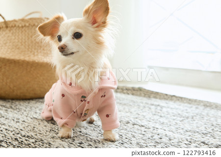 Chihuahua playing in the living room 122793416