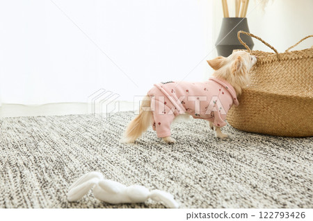 Chihuahua playing in the living room 122793426