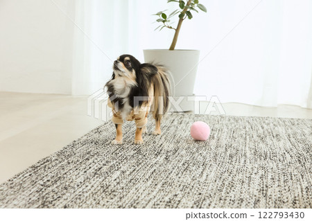 吉娃娃在客廳玩耍 吉娃娃在客廳玩耍 122793430